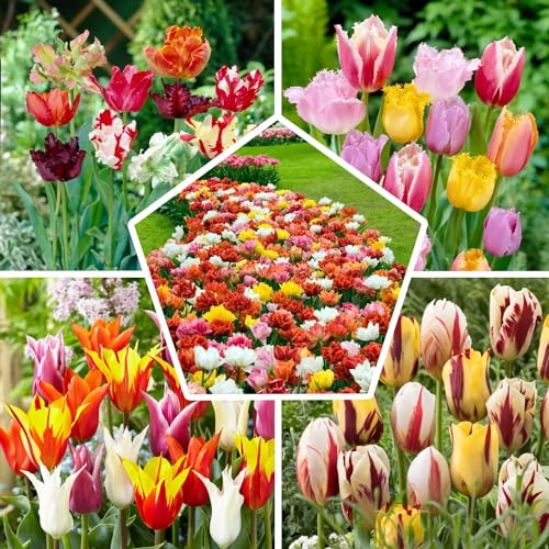 Collection de bulbes de tulipes pour tout le printemps, 50 b