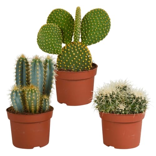 Cactus, box de 3 plantes h27cm
