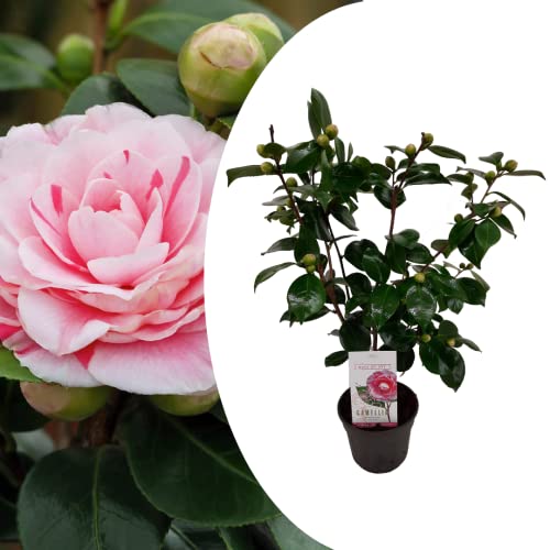 Plant in a Box - Camellia japonica Bonomiana - Rose japonais