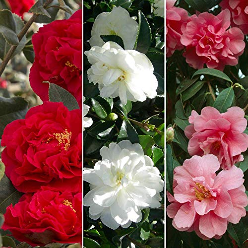 Collection de Camélias Tricolores Mélange de 3 plantes Rouge