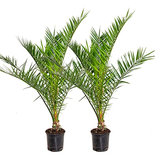 2x Phoenix Canariensis - Palmier dattier des Canaries - Palm