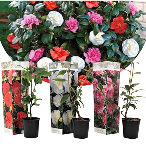 Plant in a Box - Camellia japonica - Mélange de 3 - Roses ja
