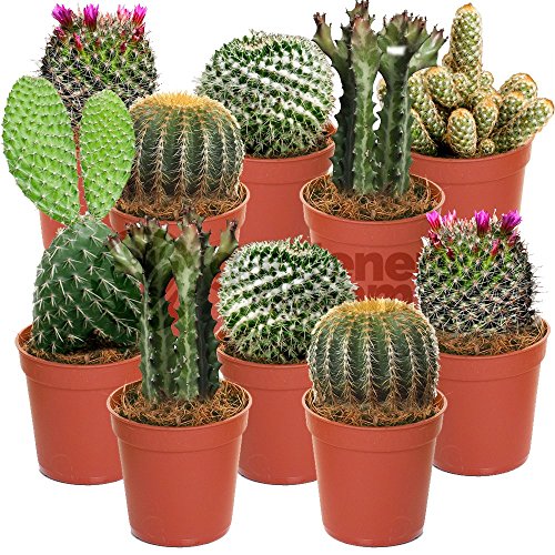 Cactus Mixtes - 10 Plantes - Pour la Maison/Bureau Plante en